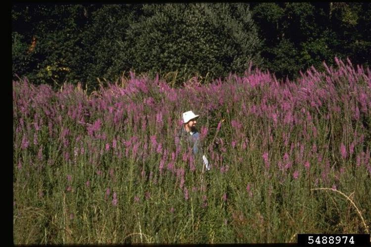 Loosestrife, Purple | Vermont Invasives